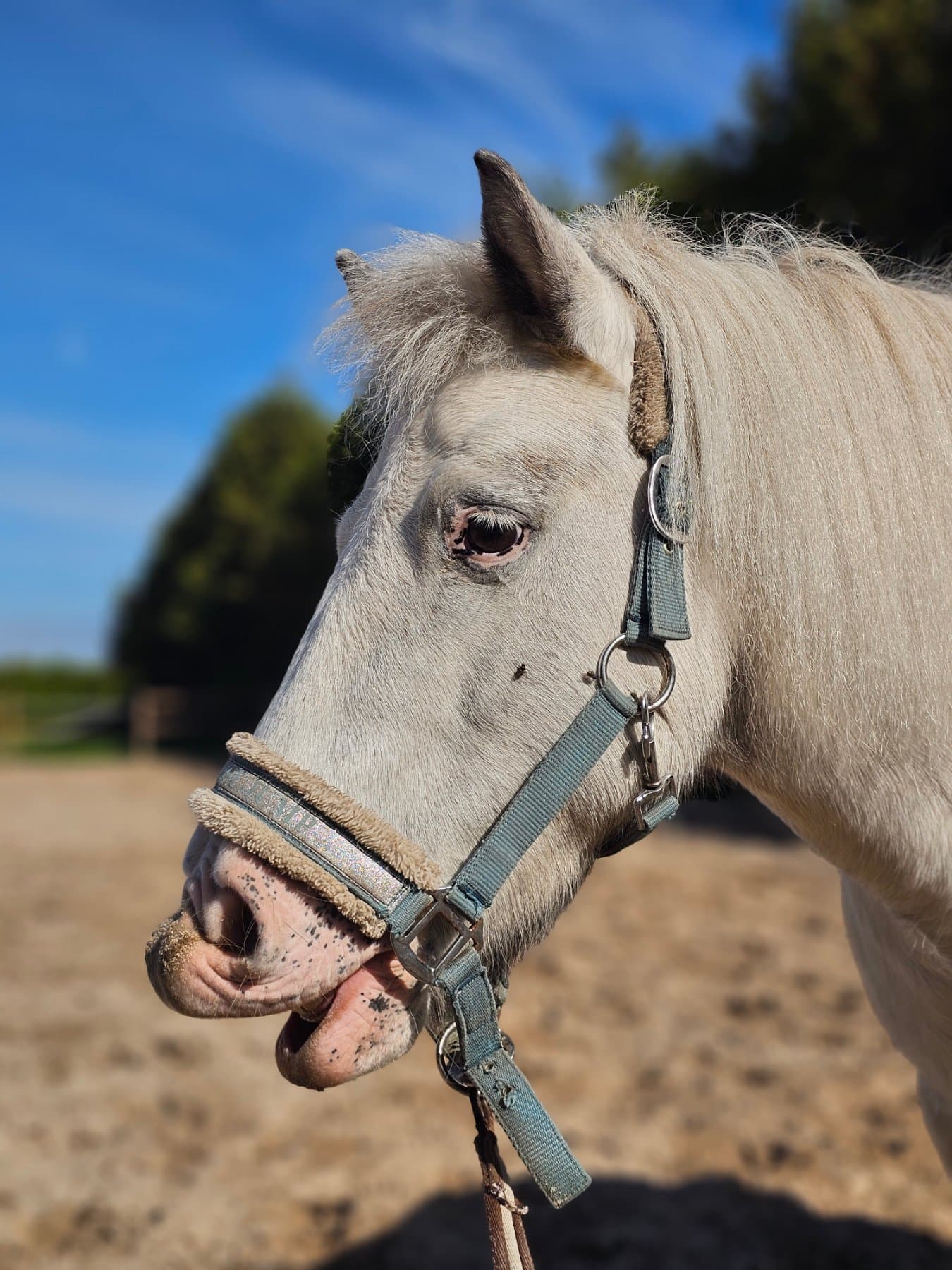 Jack, pony van De Weperstal