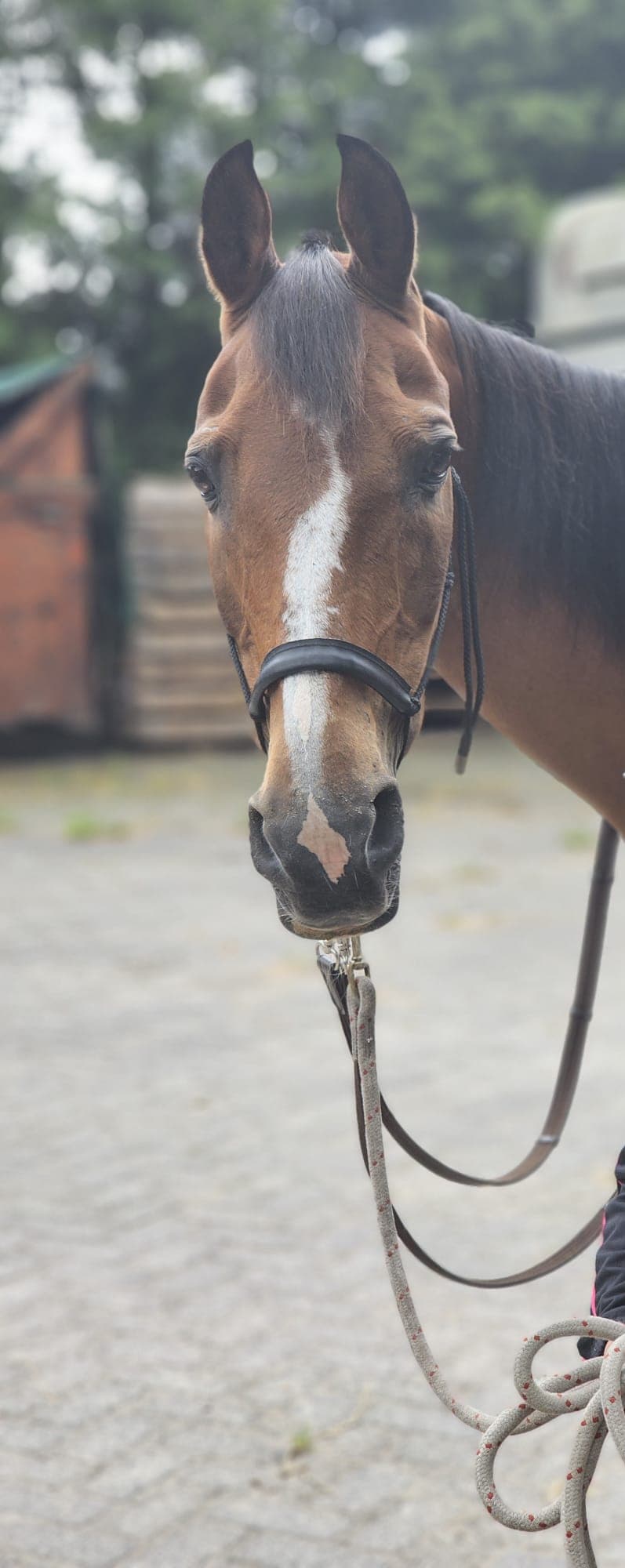 Shannon, pony van De Weperstal