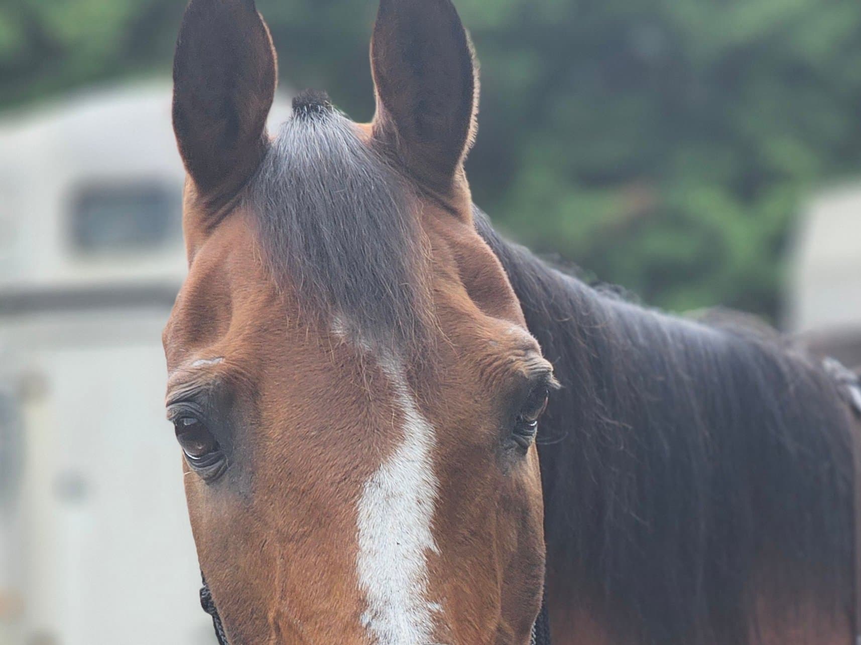 Shannon, pony van De Weperstal