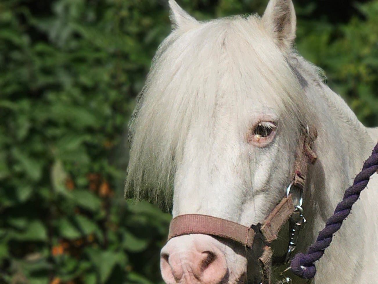 Ronaldo, pony van De Weperstal